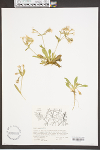 Silene caroliniana image