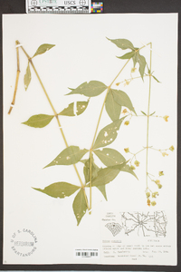 Silene stellata image