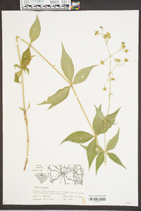 Silene stellata image