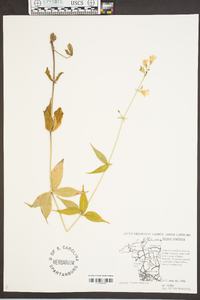 Silene stellata image