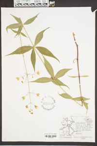 Silene stellata image