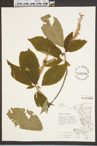 Clethra acuminata image