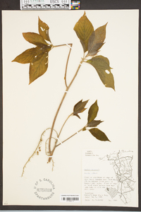 Clethra acuminata image