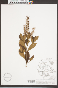 Clethra alnifolia var. alnifolia image