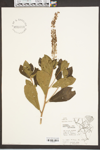 Clethra alnifolia image