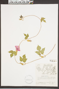 Ipomoea hederacea image