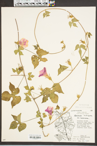 Ipomoea hederacea image