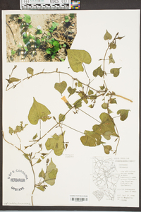 Ipomoea lacunosa image