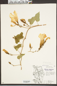 Ipomoea pandurata image