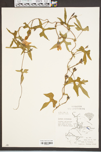 Ipomoea trichocarpa image