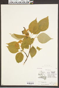 Cornus alternifolia image