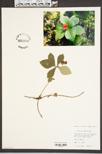 Cornus canadensis image