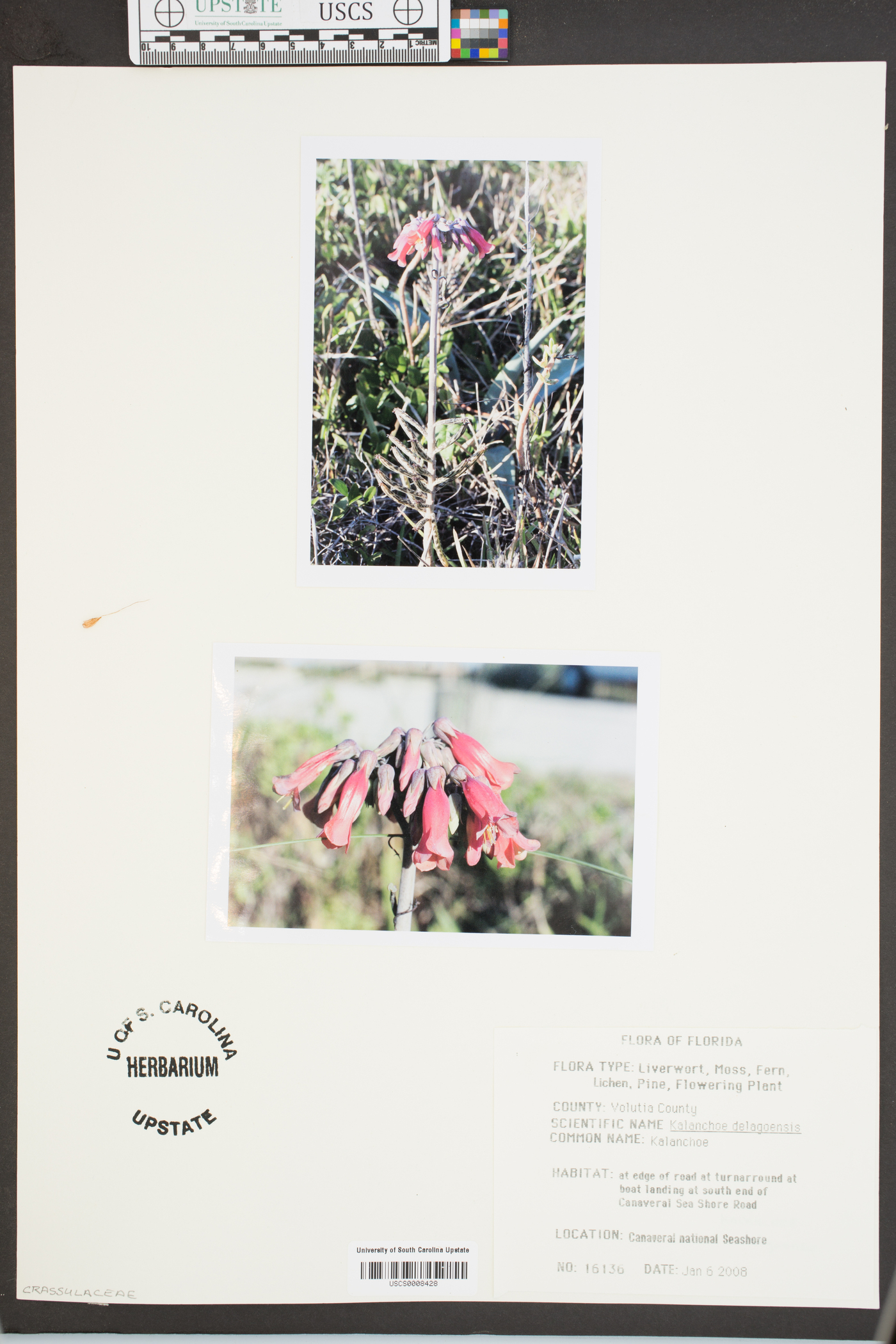 Kalanchoe delagoensis image