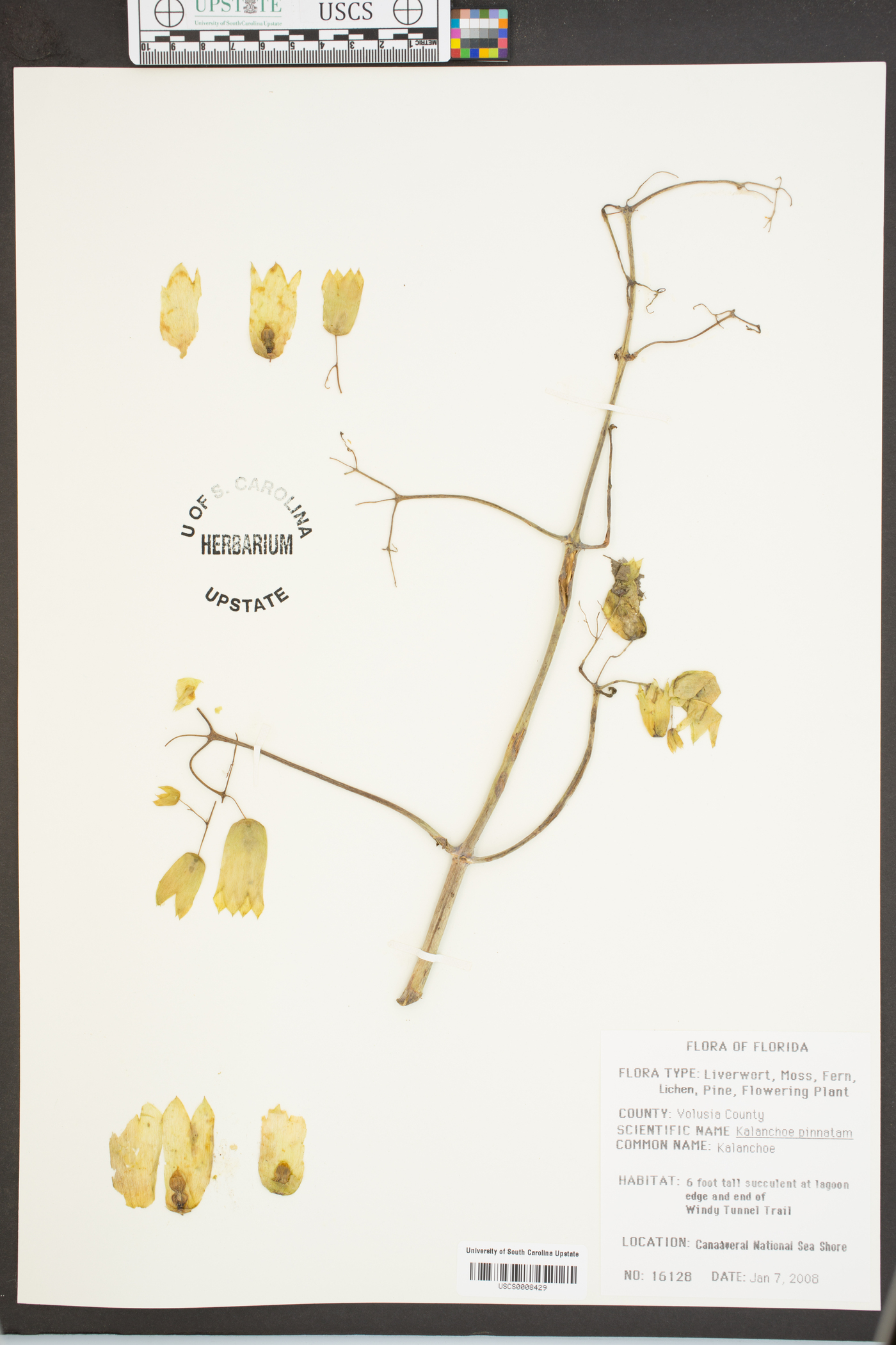 Kalanchoe delagoensis image
