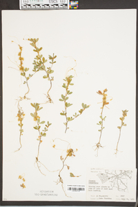 Cuscuta campestris image