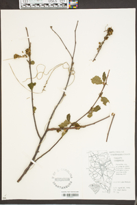 Cuscuta compacta image