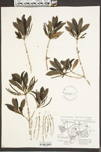 Cyrilla racemiflora image