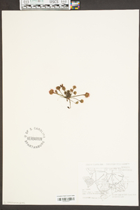 Drosera capillaris image