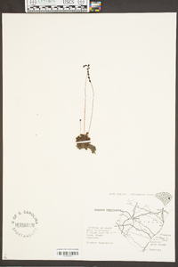 Drosera capillaris image