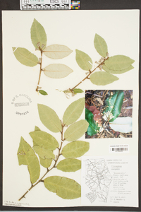 Elaeagnus pungens image