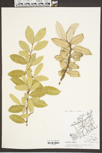 Elaeagnus pungens image