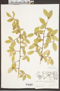 Elaeagnus pungens image