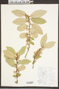 Elaeagnus pungens image