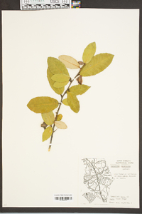 Elaeagnus pungens image