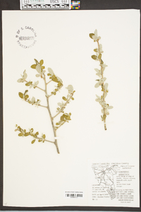 Elaeagnus umbellata image