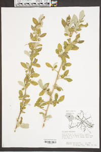 Elaeagnus umbellata image