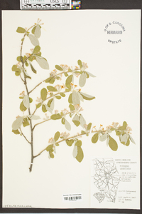 Elaeagnus umbellata image