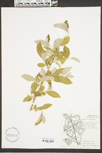 Elaeagnus umbellata image