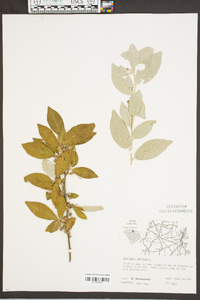 Elaeagnus umbellata image