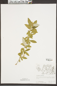 Elaeagnus umbellata image