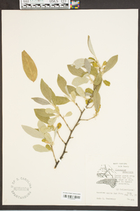 Elaeagnus umbellata image