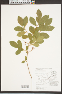 Gaylussacia tomentosa image