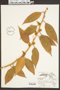 Leucothoe axillaris var. editorum image