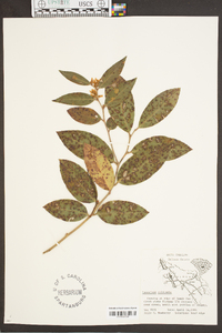 Leucothoe fontanesiana image