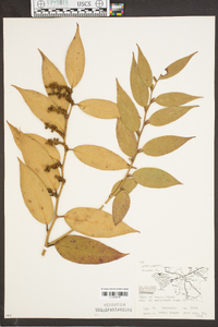 Leucothoe fontanesiana image