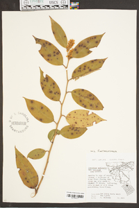 Leucothoe fontanesiana image