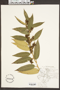 Leucothoe fontanesiana image