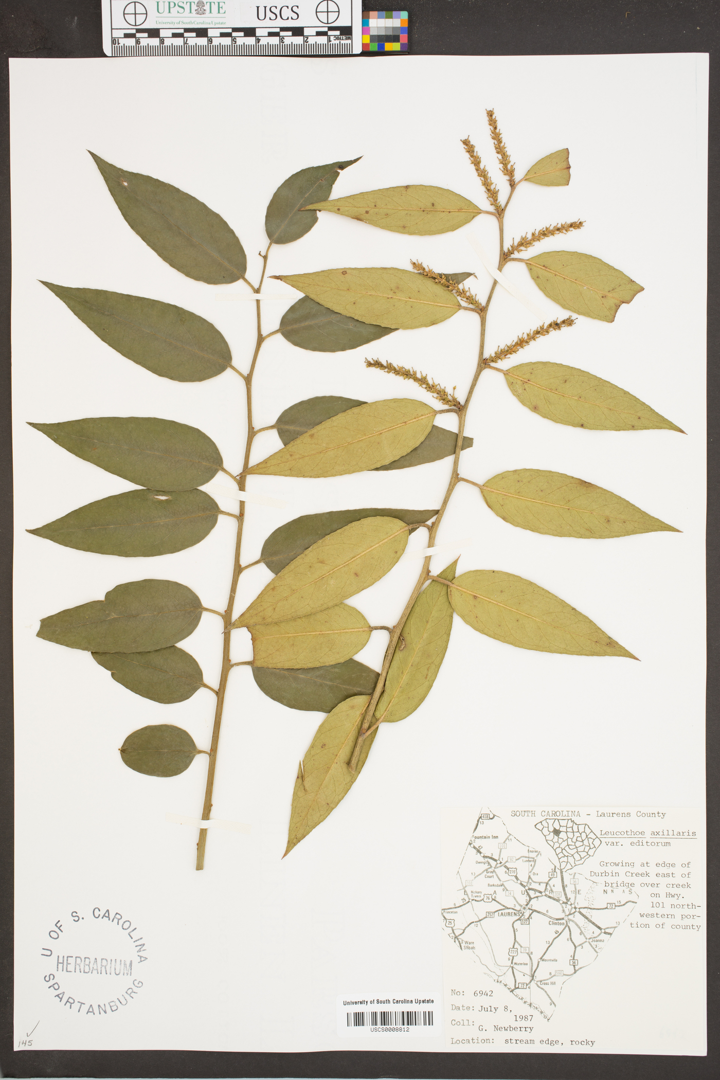 Leucothoe fontanesiana image