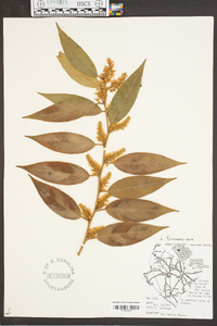 Leucothoe fontanesiana image