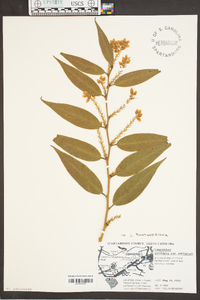 Leucothoe fontanesiana image