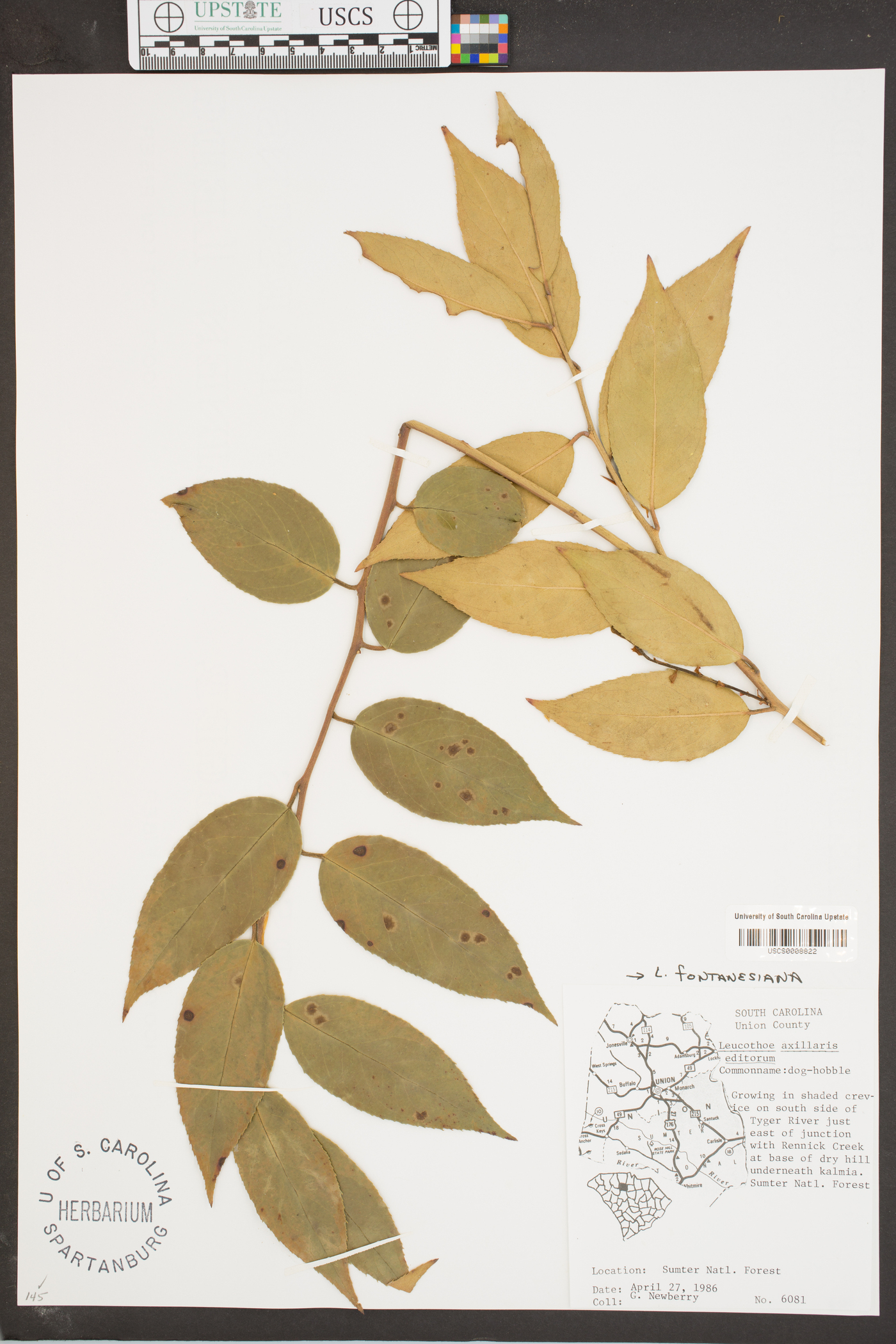 Leucothoe fontanesiana image