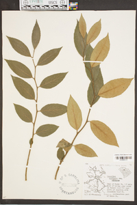 Leucothoe fontanesiana image