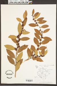 Lyonia lucida image
