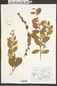 Lyonia lucida image