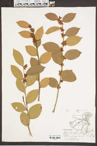 Lyonia lucida image