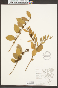 Lyonia lucida image